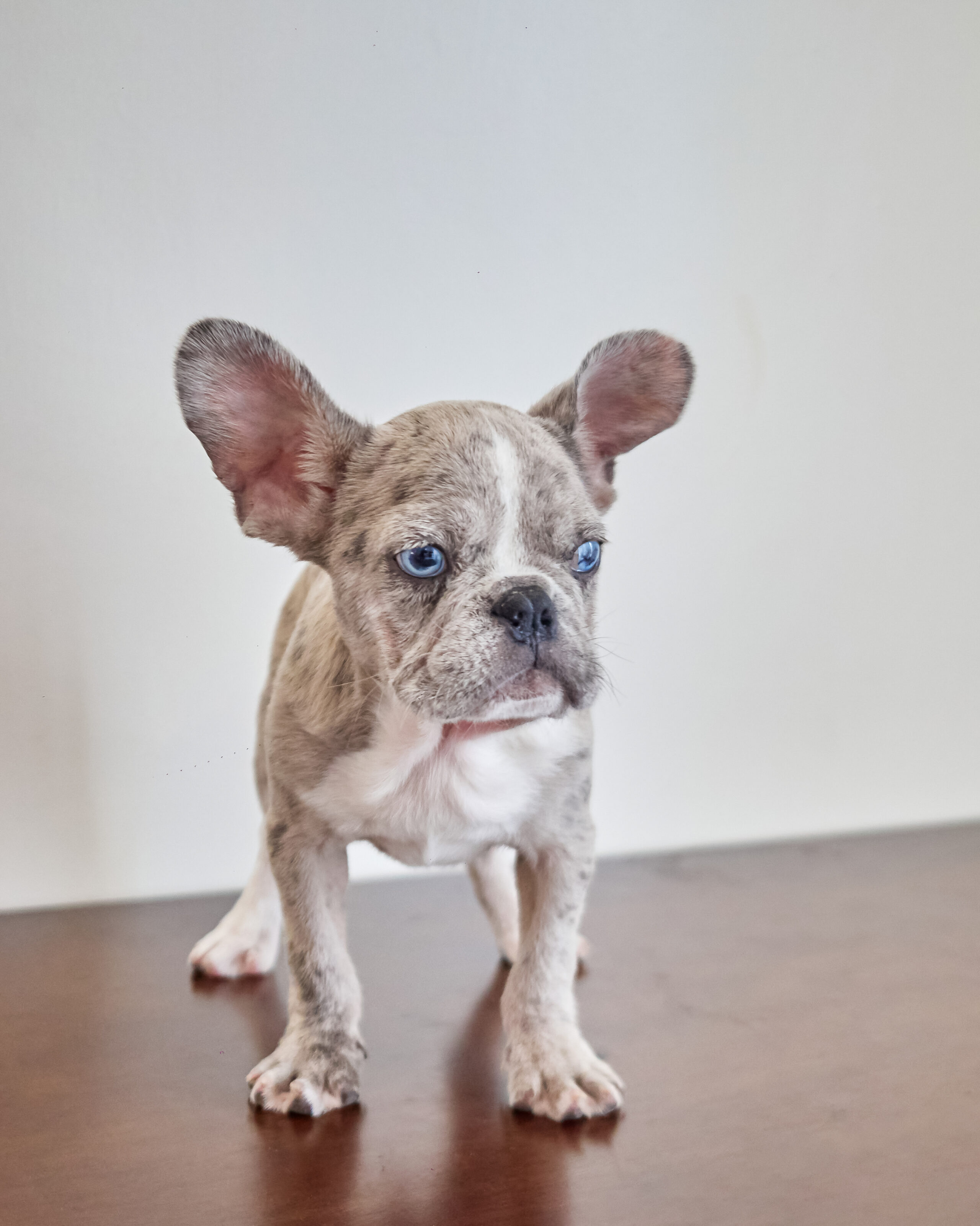 blue merle french bulldog