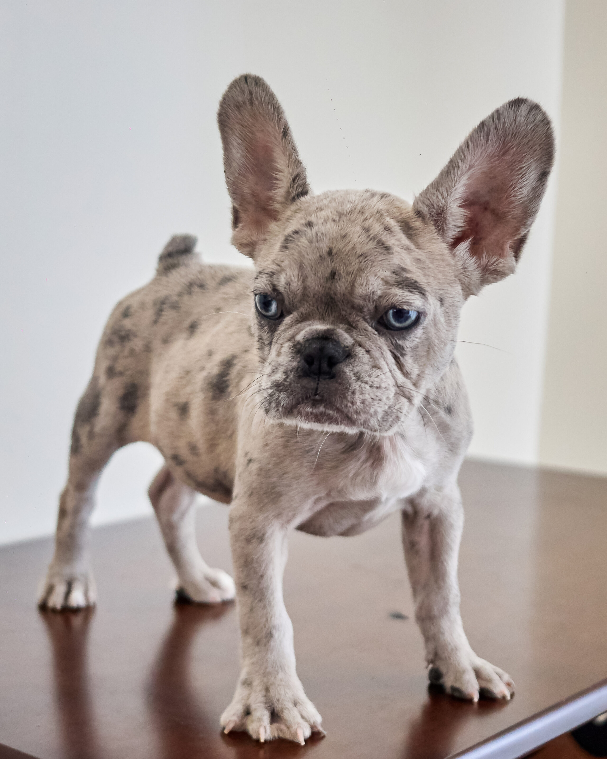 merle french bulldog