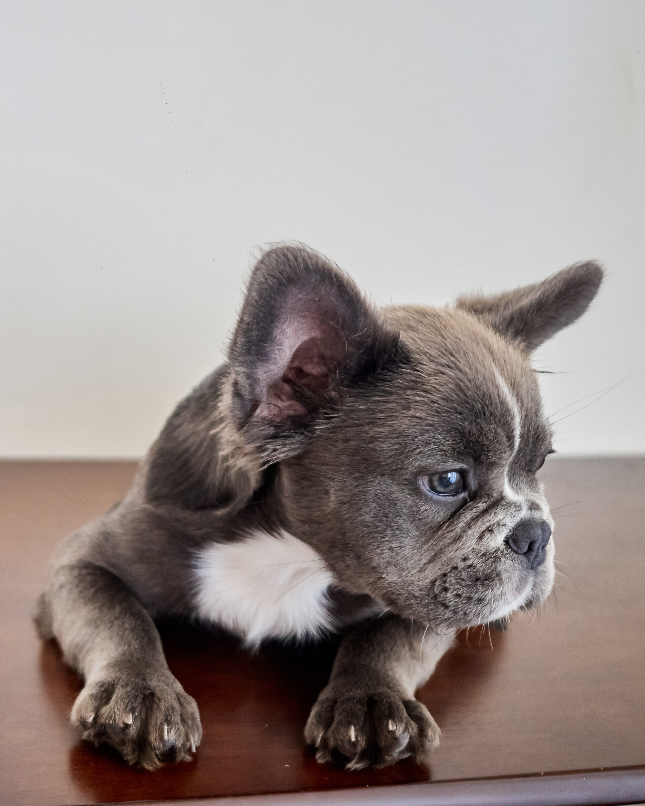 french bulldog puppies for sale.