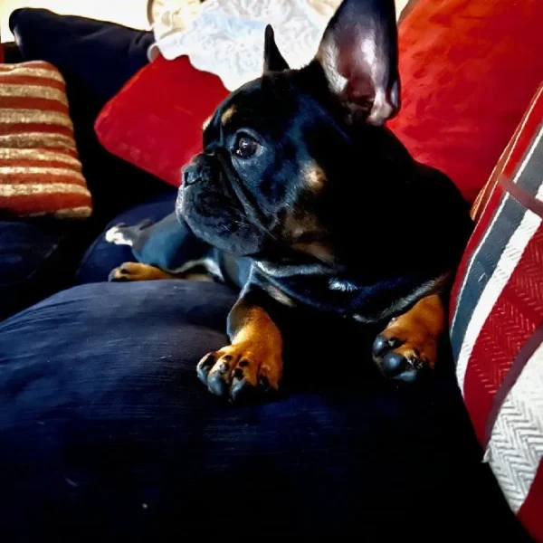 image_461f19152a5fae48f0fc08796c7ca1d55891e699