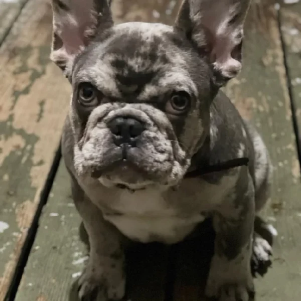 image_46ea11fd8263ef1cbf6bb86200482e96c2d5e6a4