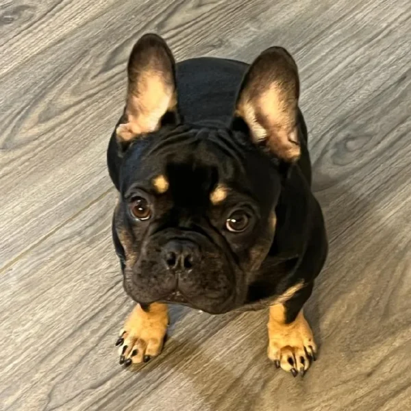 image_721644066e358e6341f45aba81b28224aa1f0fe0