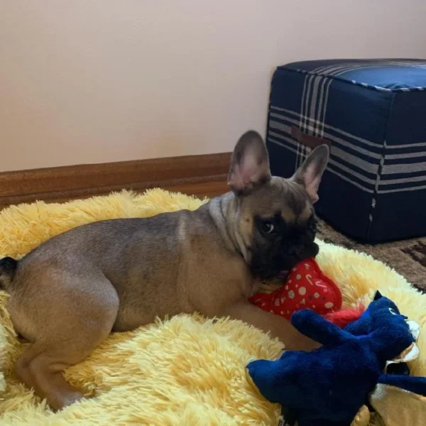 image_bd24090cf4082f74b34c1827bf567c34492d4be3